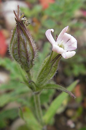 Silene noctiflora \ Nacht-Leimkraut, Acker-Lichtnelke / Night-Flowering Catchfly, D Eching 30.7.2011