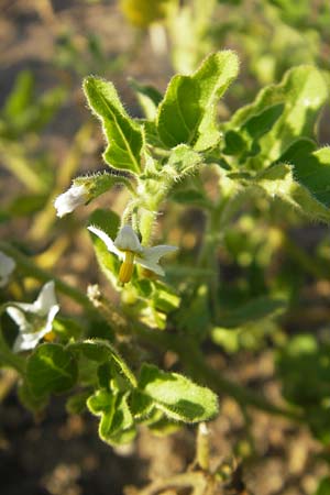 Solanum nitidibaccatum \ Argentinischer Nachtschatten, Glanzfr&uuml;chtiger Nachtschatten / Ground-Cherry Nightshade, Hairy Nightshade, D Mannheim 30.9.2011