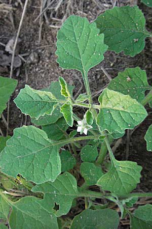 Solanum nitidibaccatum \ Argentinischer Nachtschatten, Glanzfr&uuml;chtiger Nachtschatten / Ground-Cherry Nightshade, Hairy Nightshade, D Mannheim 9.10.2006
