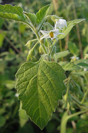 Solanum nitidibaccatum \ Argentinischer Nachtschatten, Glanzfr&uuml;chtiger Nachtschatten / Ground-Cherry Nightshade, Hairy Nightshade, D Mannheim 9.10.2006