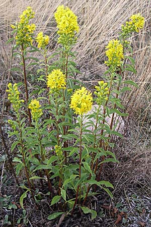 Solidago virgaurea \ Gewhnliche Goldrute, Echte Goldrute, D Rheinhessen, Wonsheim 2.9.2008
