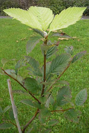 Sorbus perlonga \ Langblttrige Mehlbeere / Long-Leaved Whitebeam, D Botan. Gar.  Universit.  Regensburg 5.8.2011