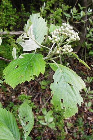 Sorbus moenofranconica \ Mainfr�nkische Mehlbeere / Main-Franconian Whitebeam, D Marktheidenfeld 2.5.2014