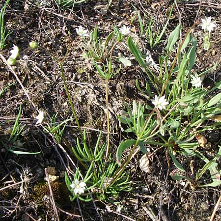 Spergula pentandra \ Fnfmnniger Sprgel, D Rheinhessen, Wonsheim 26.4.2008