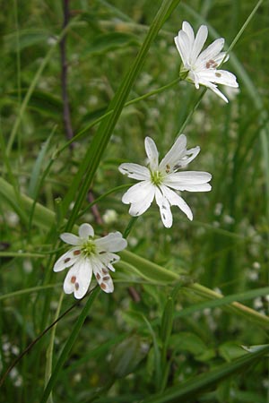 Stellaria palustris \ Sumpf-Sternmiere / Marsh Stitchwort, D Eppertshausen 12.6.2010