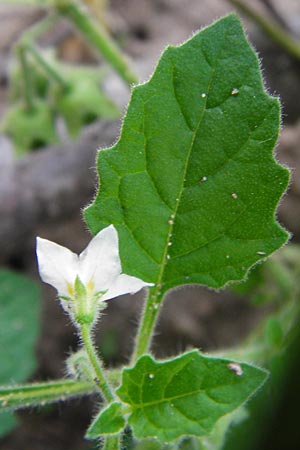 Solanum nitidibaccatum \ Argentinischer Nachtschatten, Glanzfr&uuml;chtiger Nachtschatten / Ground-Cherry Nightshade, Hairy Nightshade, D Schwetzingen 29.9.2014