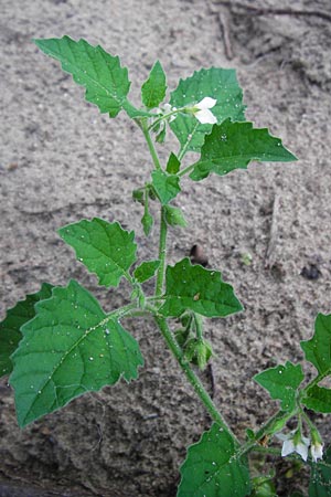 Solanum nitidibaccatum \ Argentinischer Nachtschatten, Glanzfr&uuml;chtiger Nachtschatten / Ground-Cherry Nightshade, Hairy Nightshade, D Schwetzingen 29.9.2014