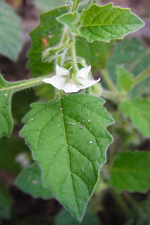 Solanum nitidibaccatum \ Argentinischer Nachtschatten, Glanzfr&uuml;chtiger Nachtschatten / Ground-Cherry Nightshade, Hairy Nightshade, D Schwetzingen 29.9.2014