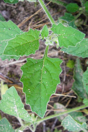 Solanum nitidibaccatum \ Argentinischer Nachtschatten, Glanzfr&uuml;chtiger Nachtschatten / Ground-Cherry Nightshade, Hairy Nightshade, D Schwetzingen 29.9.2014