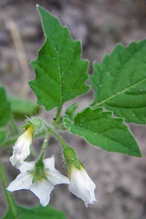 Solanum nitidibaccatum \ Argentinischer Nachtschatten, Glanzfr&uuml;chtiger Nachtschatten / Ground-Cherry Nightshade, Hairy Nightshade, D Schwetzingen 29.9.2014