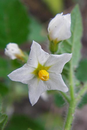 Solanum nitidibaccatum \ Argentinischer Nachtschatten, Glanzfr&uuml;chtiger Nachtschatten / Ground-Cherry Nightshade, Hairy Nightshade, D Schwetzingen 29.9.2014