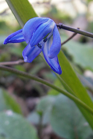 Scilla siberica agg. / Siberian Squill, D Hambrücken 7.4.2010