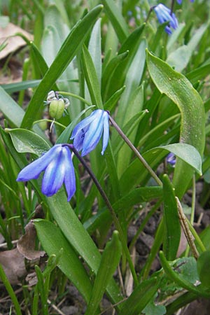 Scilla siberica agg. / Siberian Squill, D Ludwigshafen 29.3.2012