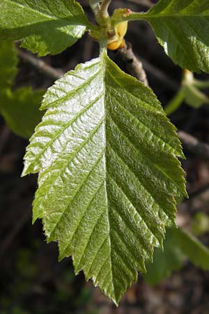 Sorbus subcordata, Arnstadt Whitebeam