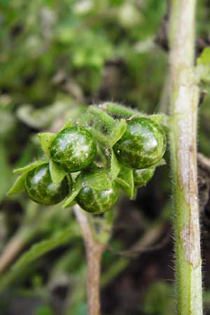 Solanum nitidibaccatum \ Argentinischer Nachtschatten, Glanzfr&uuml;chtiger Nachtschatten / Ground-Cherry Nightshade, Hairy Nightshade, D Schwetzingen 25.9.2014