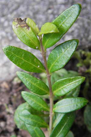 Lonicera nitida \ Heckenmyrte, Strauch-Heckenkirsche / Boxleaf Honeysuckle, D Heidelberg 1.9.2013