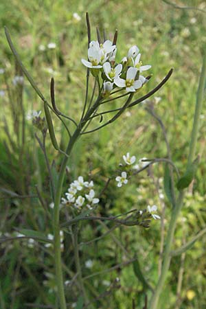 Arabidopsis thaliana, Thale Cress Arabidopsis thaliana, Thale Cress