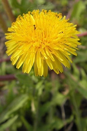 Taraxacum floccosum ? \ Lilahlliger Lwenzahn, D Gau-Bickelheim 29.4.2010