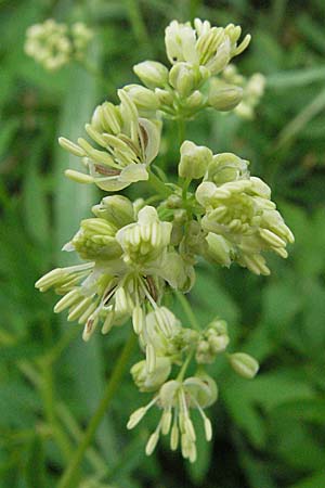 Thalictrum flavum \ Gelbe Wiesenraute, D Lampertheim 1.7.2007
