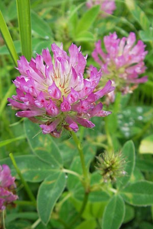 Trifolium medium \ Mittlerer Klee / Zig-zag Clover, D Eppertshausen 12.6.2010