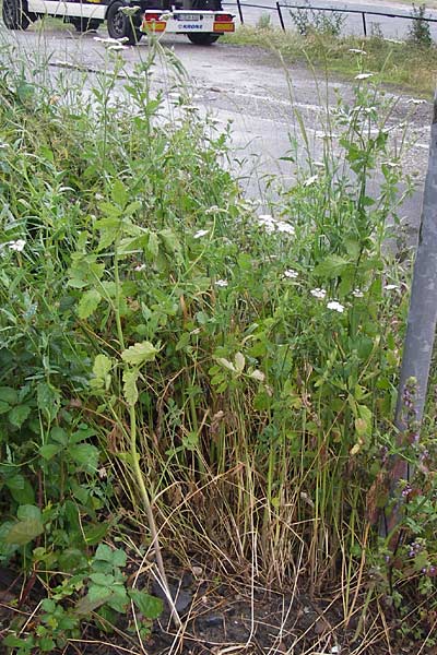 Tordylium maximum \ Gro�e Zirmet / Hartwort, D Raunheim 29.6.2013