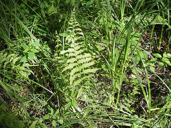 Thelypteris palustris \ Gewhnlicher Sumpf-Farn / Marsh Fern, D Bruchsal 24.5.2011