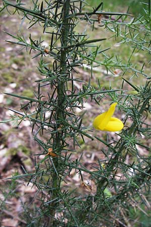 Ulex europaeus \ Europischer Stechginster, D Odenwald, Erbach 30.5.2014