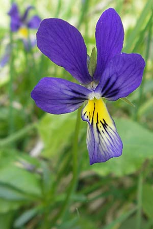 Viola calaminaria \ Gelbes Galmei-Stiefm&uuml;tterchen, Gelbes Galmei-Veilchen / Zinc Pansy, D Stolberg 30.4.2012