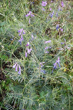 Vicia dalmatica \ Dalmatinische Vogel-Wicke, D Rauenberg 22.5.2014