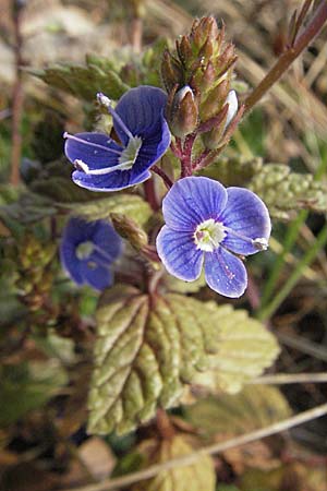 Veronica chamaedrys, Germander Speedwell Veronica chamaedrys, Germander Speedwell