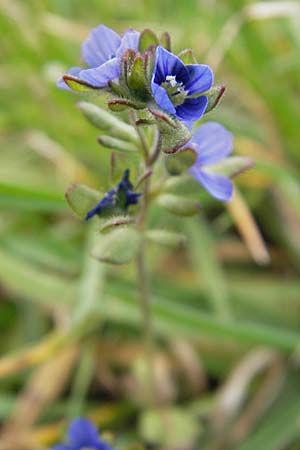 Veronica triphyllos \ Dreiteiliger Ehrenpreis, Finger-Ehrenpreis / Fingered Speedwell, D Leistadt 5.4.2009
