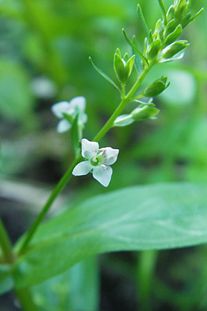 Veronica catenata \ Blasser Gauchheil-Ehrenpreis, Roter Wasser-Ehrenpreis / Pink Water Speedwell, D Groß-Gerau 31.8.2009