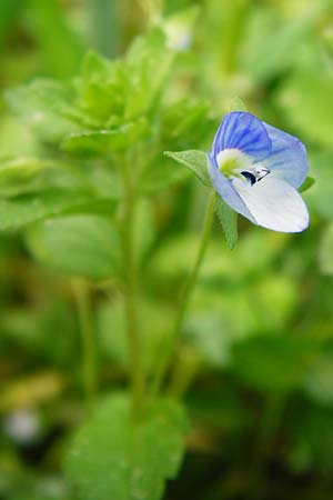 Veronica persica \ Persischer Ehrenpreis, D Gladenbach 26.4.2014