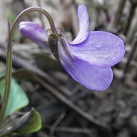 Viola reichenbachiana \ Wald-Veilchen / Early Dog Violet, D Weinheim an der Bergstra&szlig;e 17.3.2007