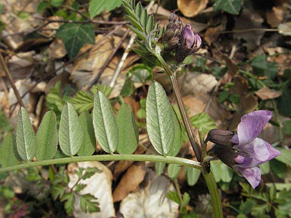 Vicia sepium \ Zaun-Wicke / Bush Vetch, D Hambrücken 7.4.2007