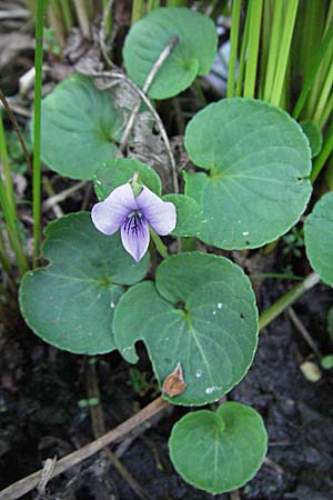 Viola palustris / Marsh Violet, D Odenwald, Schönau 26.4.2007