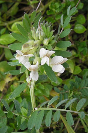 Vicia pannonica subsp. pannonica \ Ungarische Wicke, D Deidesheim 27.10.2011