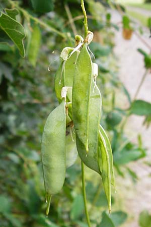Vicia pisiformis \ Erbsen-Wicke, D Wetzlar 5.7.2014