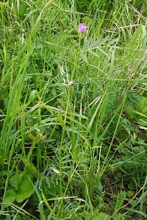 Vicia segetalis \ Korn-Wicke, Getreide-Wicke, D Rauenberg 22.5.2014