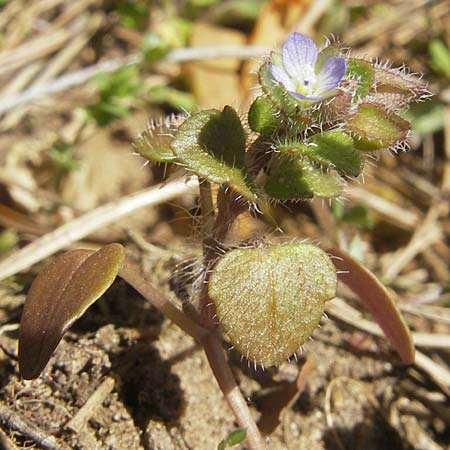 Veronica hederifolia subsp. triloba \ Dreilappiger Efeu-Ehrenpreis / Ivy-Leaved Speedwell, D Seeheim an der Bergstraße 2.4.2011