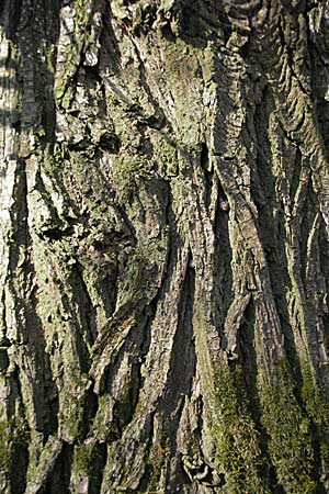 Salix alba, White Willow