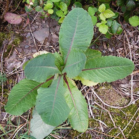 Lactuca virosa \ Gift-Lattich, D Klotten 12.4.2014