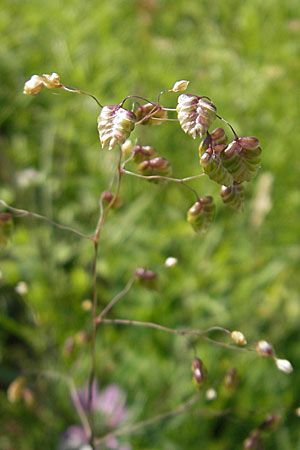 Briza media \ Gewhnliches Zittergras / Common Quaking Grass, D Bruchsal 13.6.2009