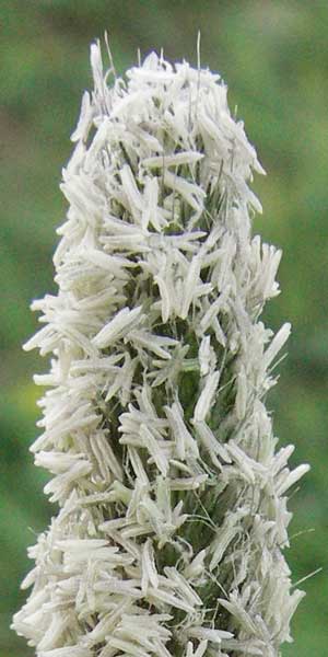 Alopecurus pratensis \ Wiesen-Fuchsschwanz / Meadow Foxtail, D Edenkoben 15.4.2007