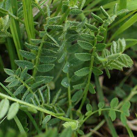 Astragalus danicus \ D�nischer Tragant / Purple Milk-Vetch, D Neuleiningen 28.5.2021