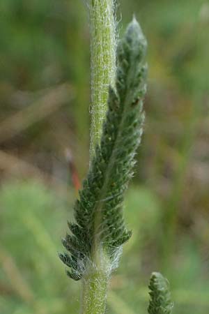 Achillea setacea / Fine-Leaved Milfoil, D Th&uuml;ringen, Erfurt 6.6.2022