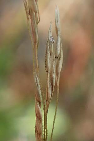 Agrostis scabra \ Raues Strau�gras / Rough Bentgrass, Hair Grass, D Essen 21.8.2022