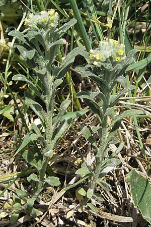 Alyssum alyssoides \ Kelch-Steinkraut / Small Alison, Pale Madwort, D Neuleiningen 17.4.2007