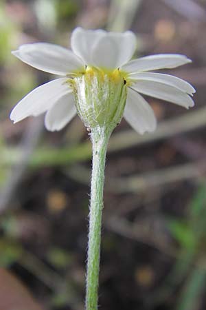 Anthemis arvensis / Corn Chamomile, D Mannheim 27.6.2013