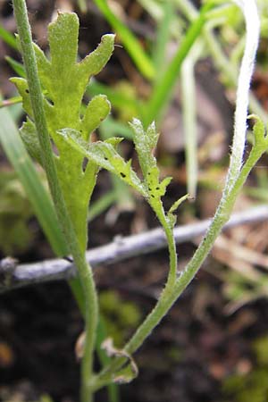 Anthemis arvensis / Corn Chamomile, D Mannheim 27.6.2013